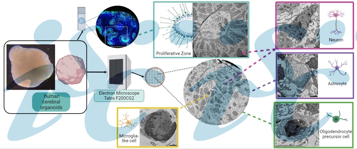 Visualización de organoides cerebrales humanos mediante microscopia electrónica (TALOS). En la parte central se aprecia una imagen panorámica de una sección de organoides cerebrales; los distintos tipos celulares que componen dichos organoides (zona proliferativa, neuronas, astrocitos, oligodendrocitos y microglía) se presentan a mayores aumentos (de 5 a 1 μm) alrededor de la imagen panorámica (imagen: ISCIII)