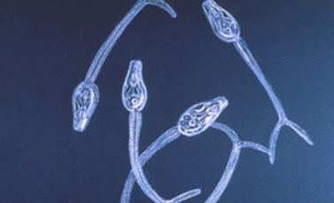 Micrografía electrónica de esquistosomas, los parásitos causantes de la esquistosomiasis.