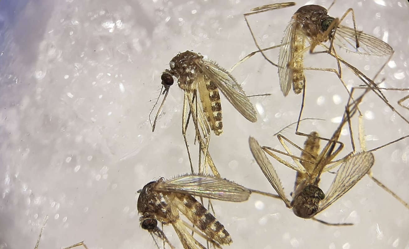 Mosquitos del género Culex, vectores de transmisión del virus Sindbis (EBD-CSIC).